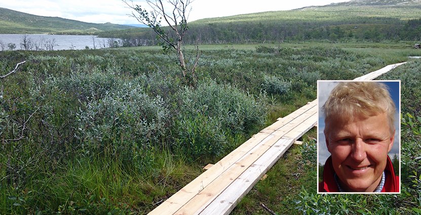 Nylagd spång över våtmark i Norrbotten – en bit av de 30 mil leder som restaurerats och som Naturvårdsverkets samordnare Per-Olof Wikberg ansvarar för. 