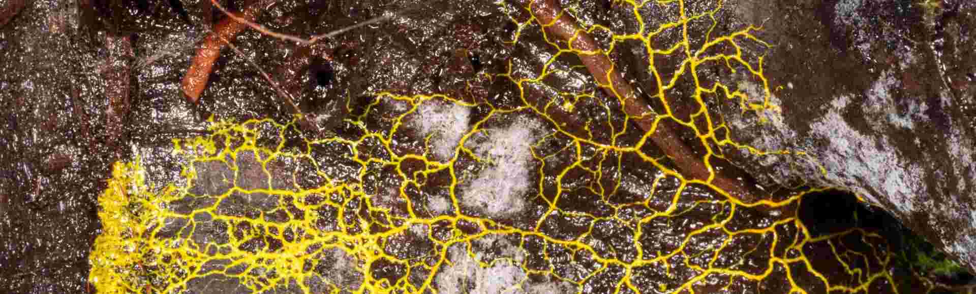 The plasmodium stage of a slime mould.
