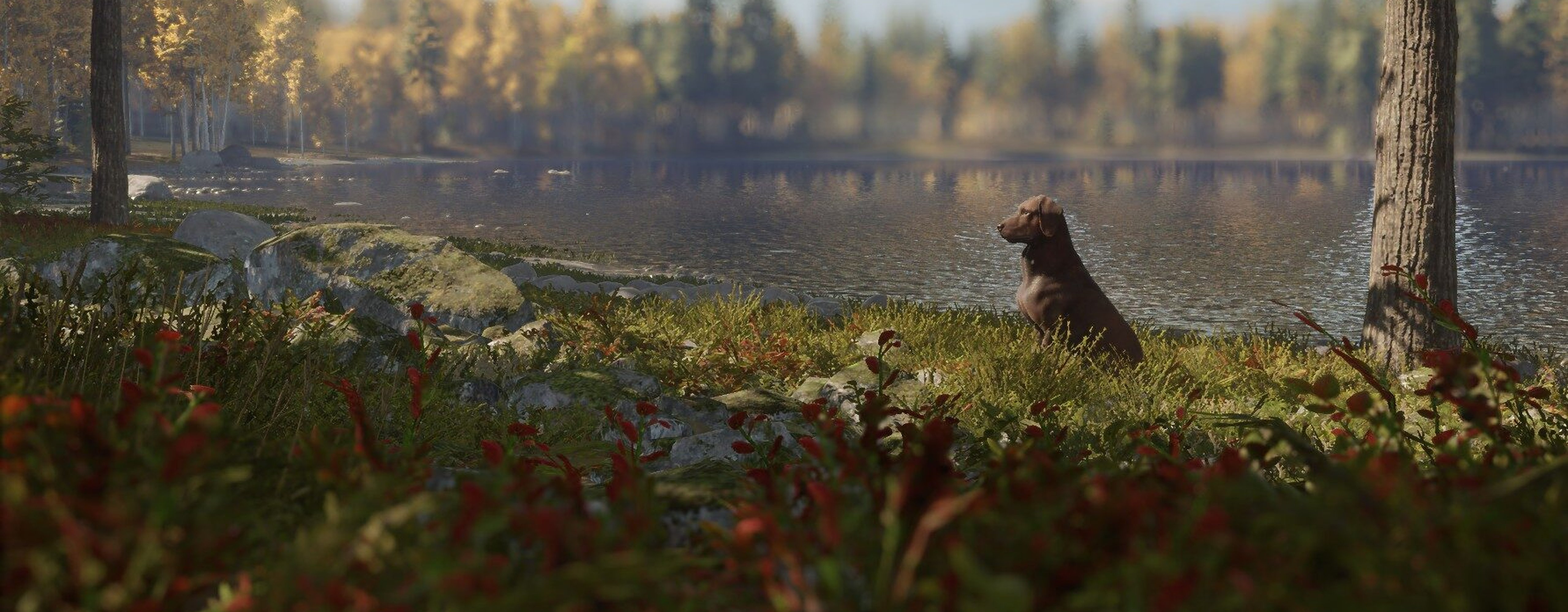 Labrador Retriever with the chocolate fur variety standing next to a lake.