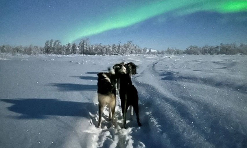 Husky Dreams kvällstur