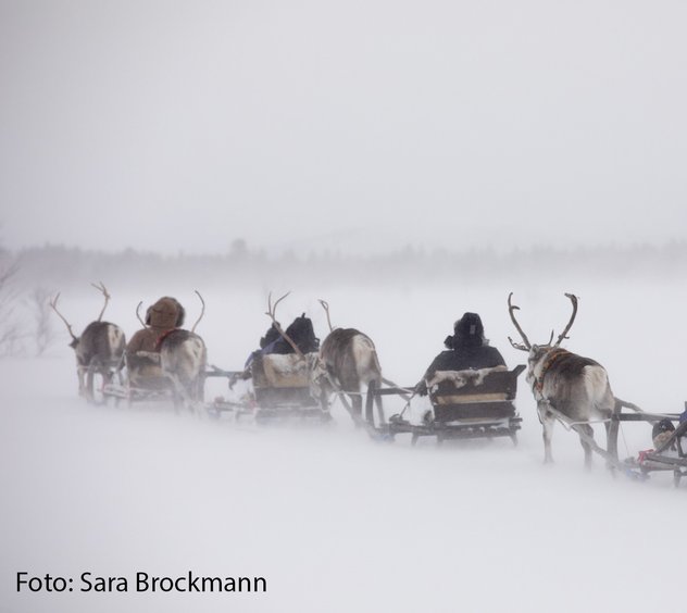 Giron Reindeer