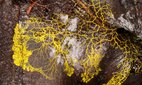 The plasmodium stage of a slime mould.