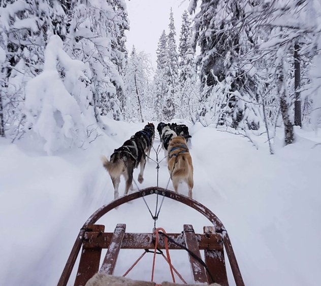 Arctic Dogsled Adventure coffee tour