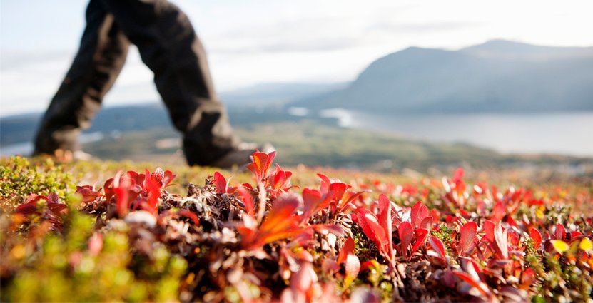 Besöksnäringen i Norrbotten är på frammarsch. Foto: Magnus Ström