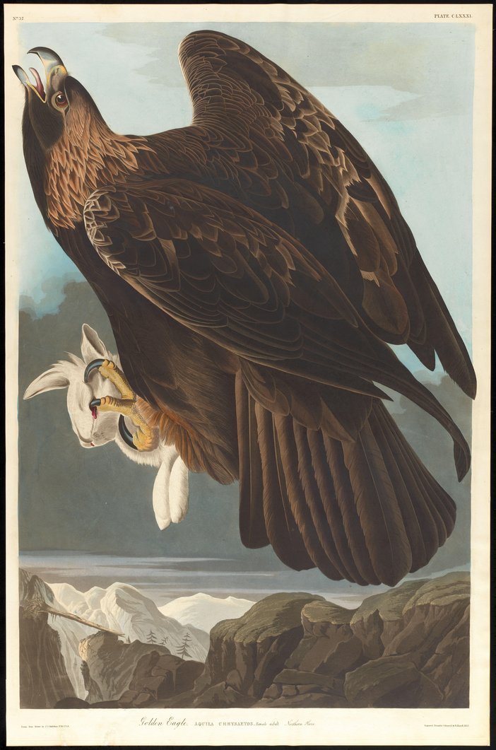 Ill. 9: Robert Havell, Jr. after John James Audubon, detail from 'Golden Eagle' in The Birds of America, pl. 181. 1833.
