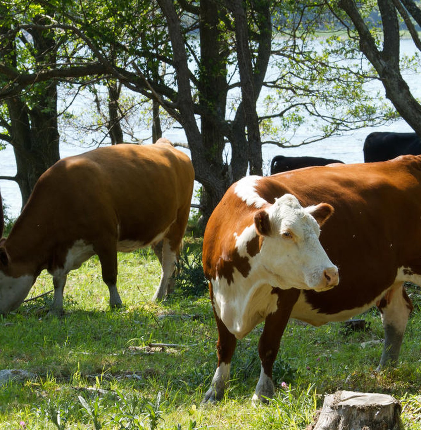 Cows (Bos taurus) grazing in Gryt archipelago, Sweden.