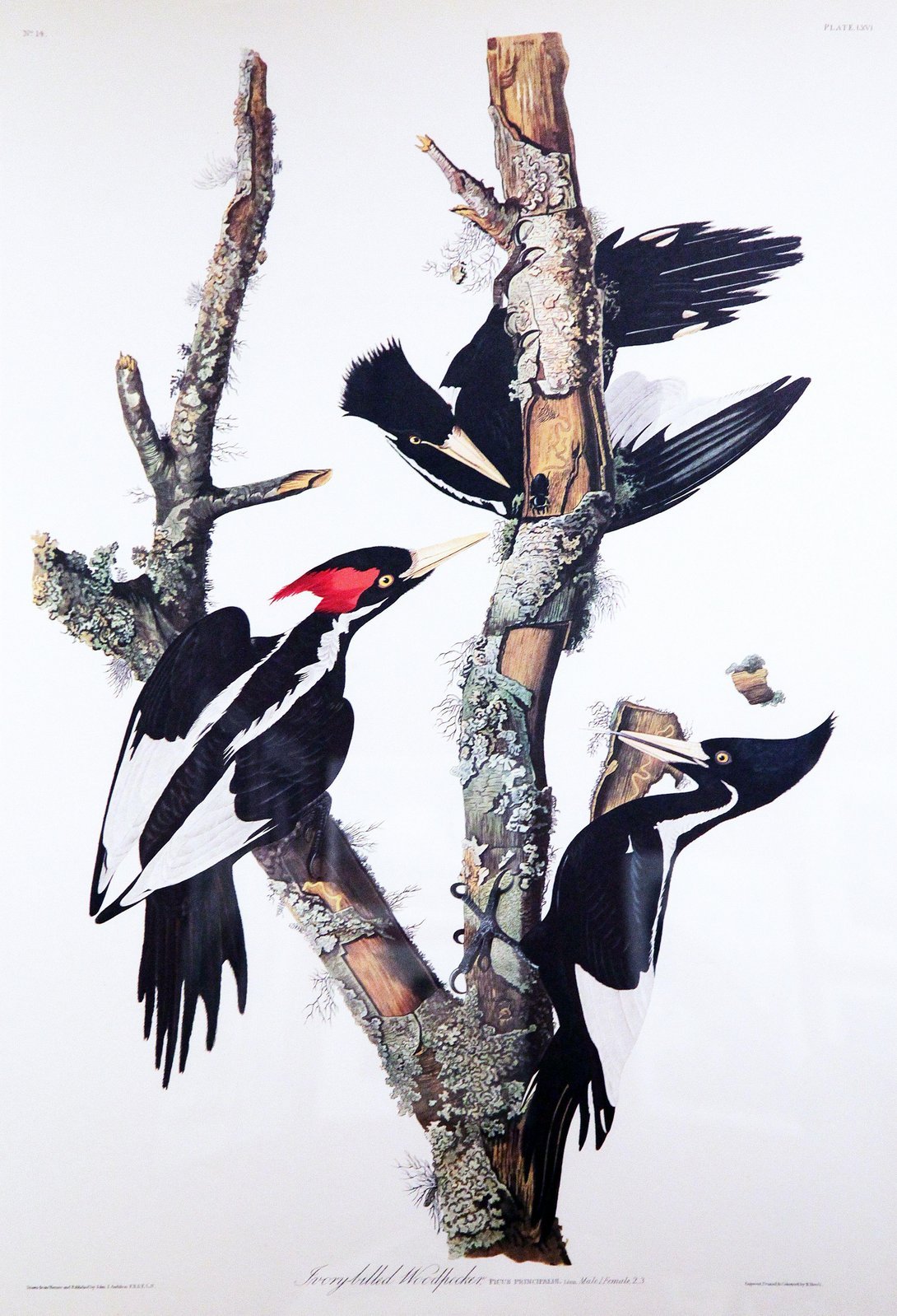 Ill. 3: Robert Havell, Jr. after John James Audubon, detail from 'Ivory-billed Woodpecker,' in The Birds of America, pl. 66. 1827-1830.