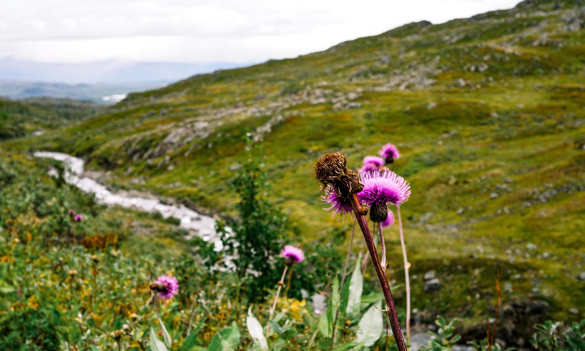 fjälltistel i förgrunden av en jokk och fjälltopp