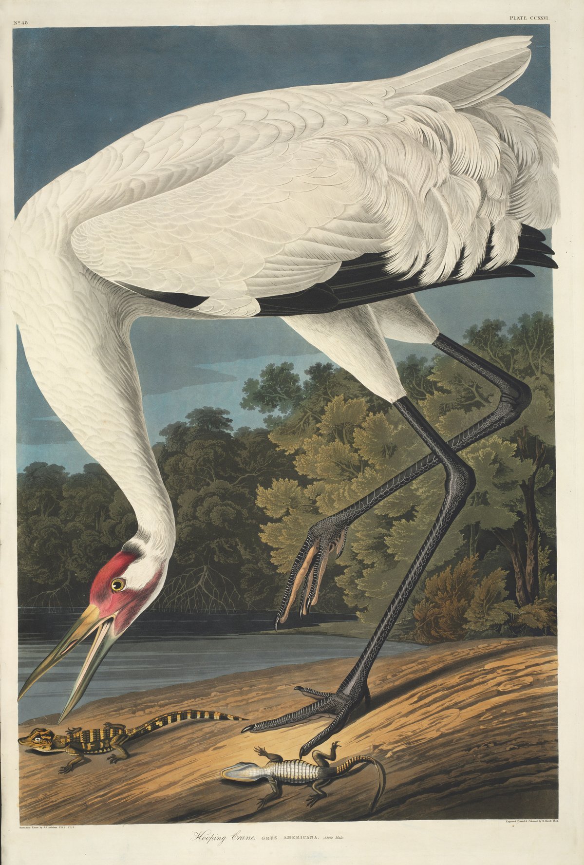 Ill. 1: Robert Havell, Jr. after J. J. Audubon, 'Hooping Crane,' hand-colored etching with aquatint and engraving in The Birds of America, pl. 226. 1834.