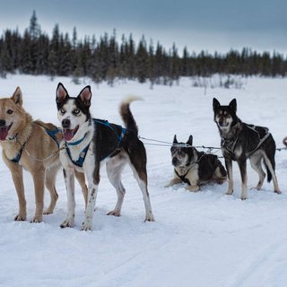 Arctic dogsled adventures övernattningstur