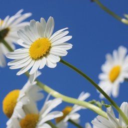 blommor_700x400