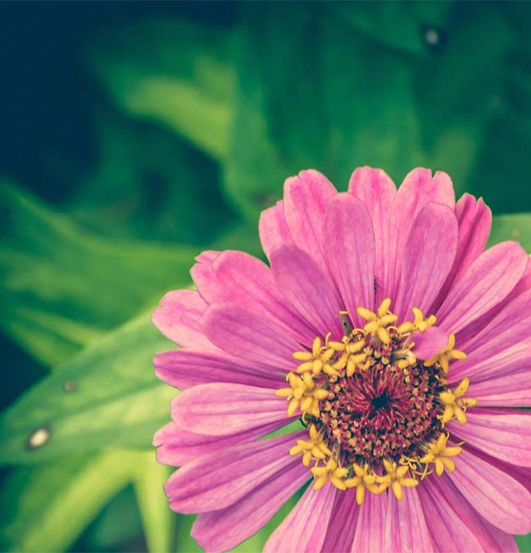 Närbild av en rosa blomma med gula ståndare i mitten, omgiven av gröna blad i bakgrunden.