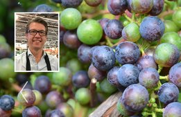 Rekordskörd med osäker kvalitet