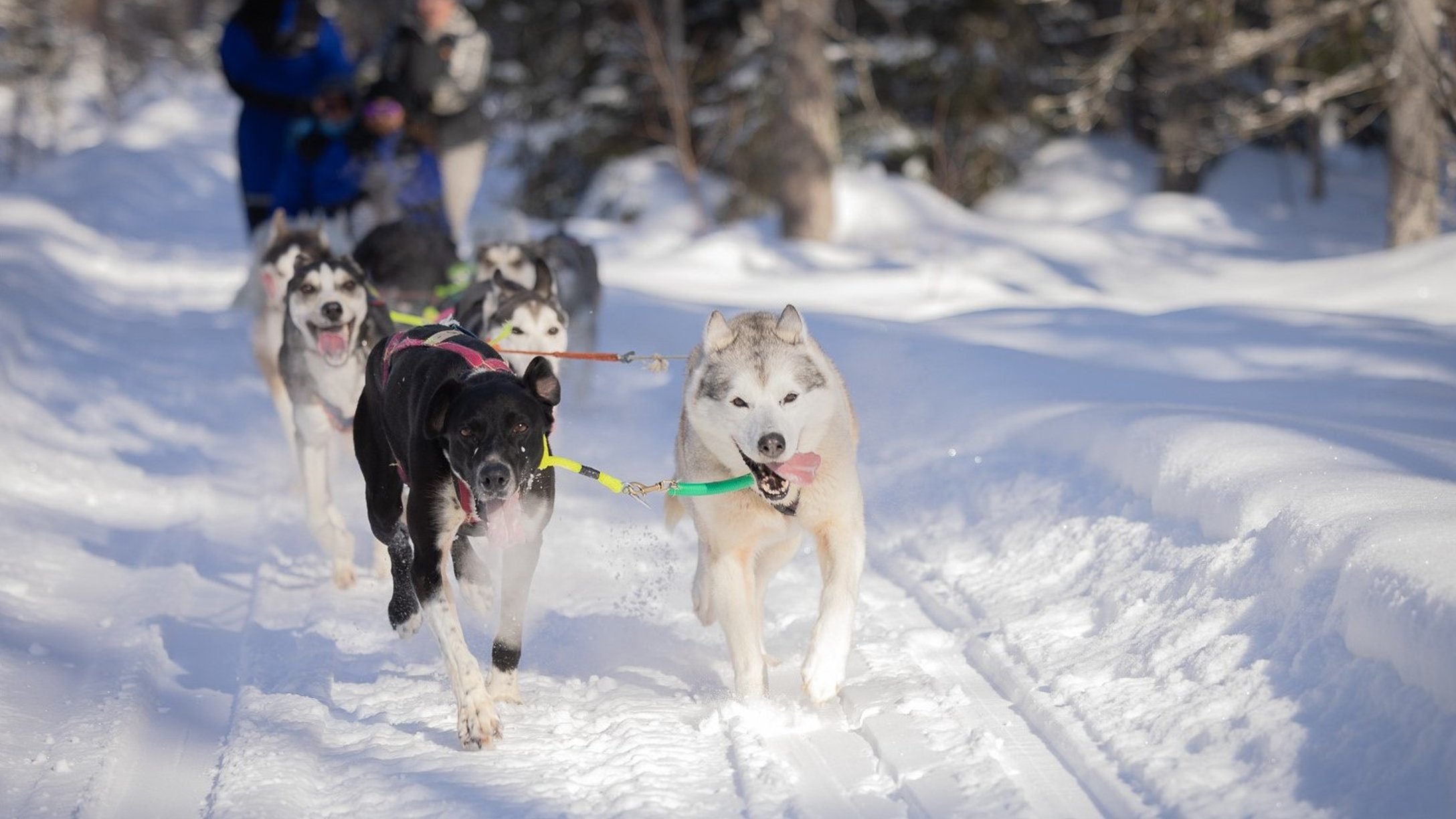Huskie dog on the run