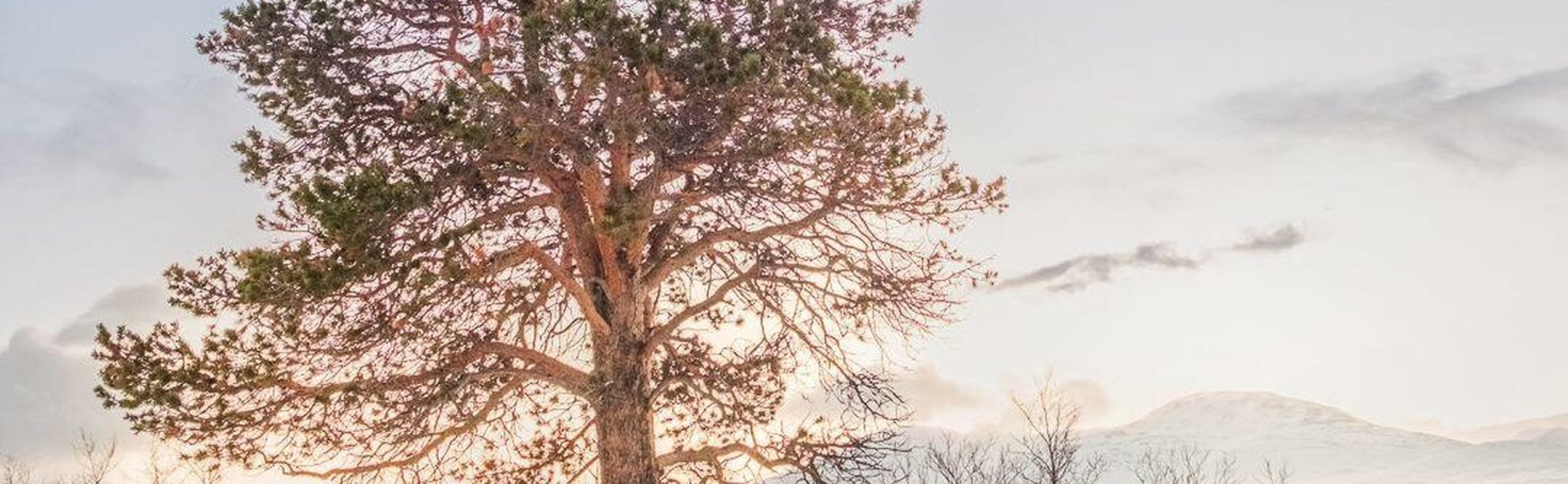 electric snowmobile abisko national park