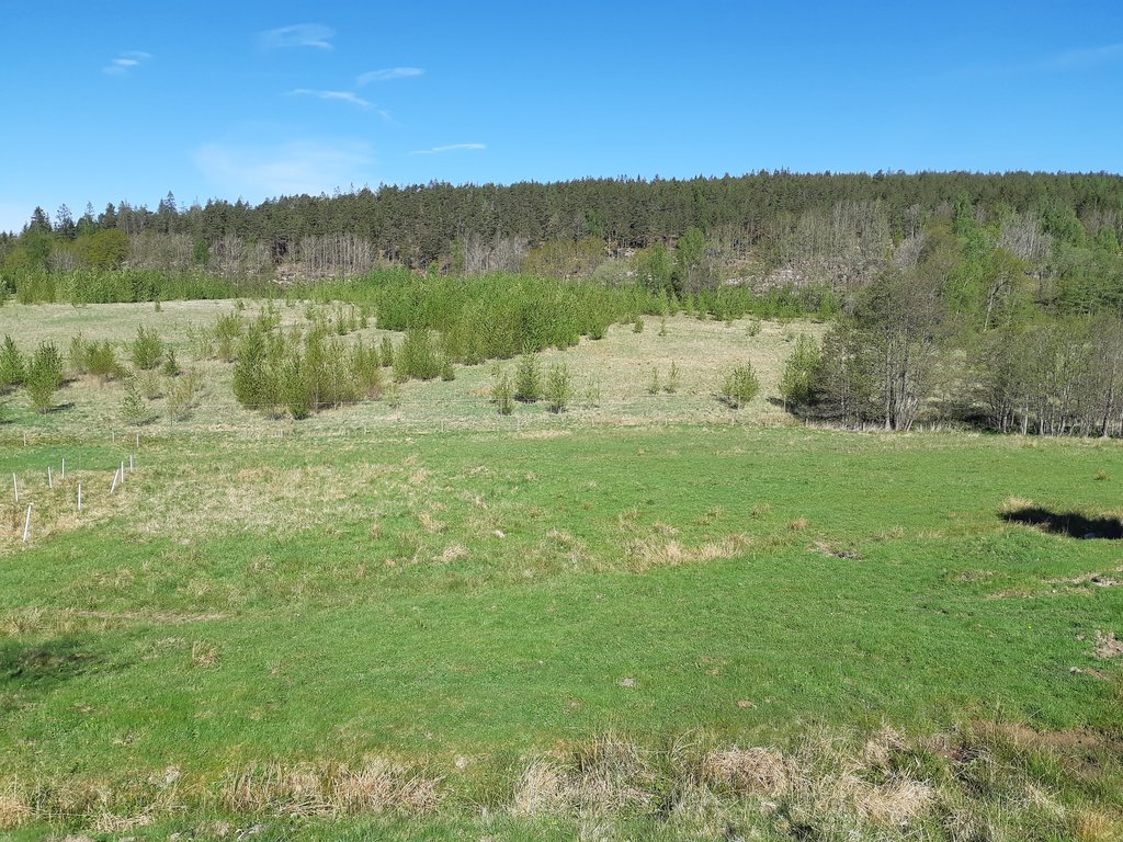 Energiskogen