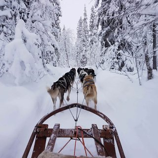 Arctic Dogsled Adventure coffee tour