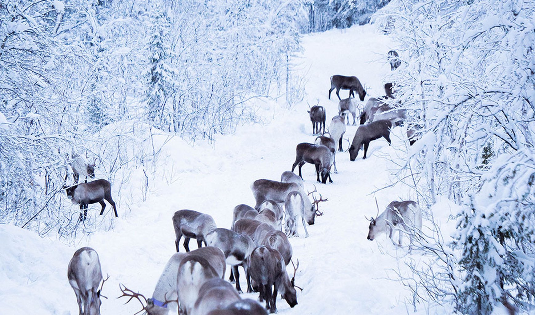 renar på vintern i kiruna kommun