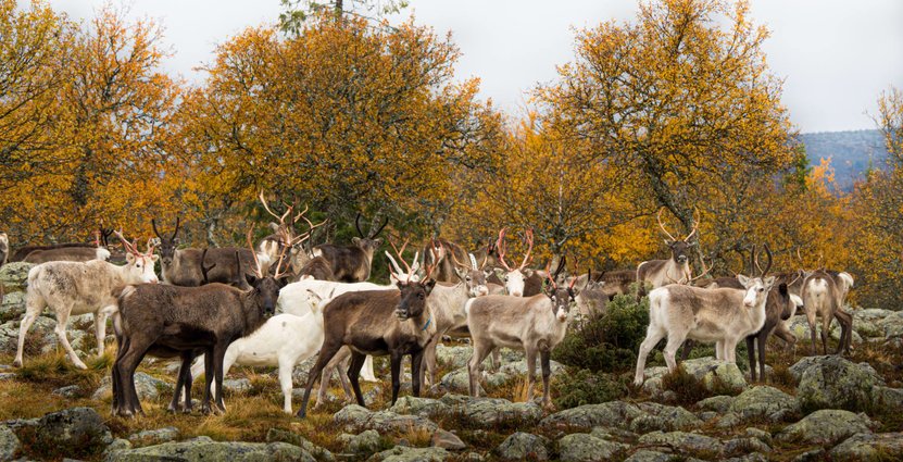 Lofsdalen, Vemdalen och Funäsfjällen lyckades stävja skräpet med gemensam informationskampanj om fjällvett. Foto: Emma Edejern