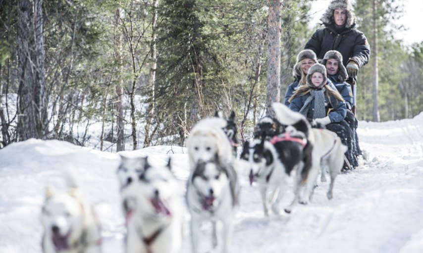 Fjällguiden dogsled