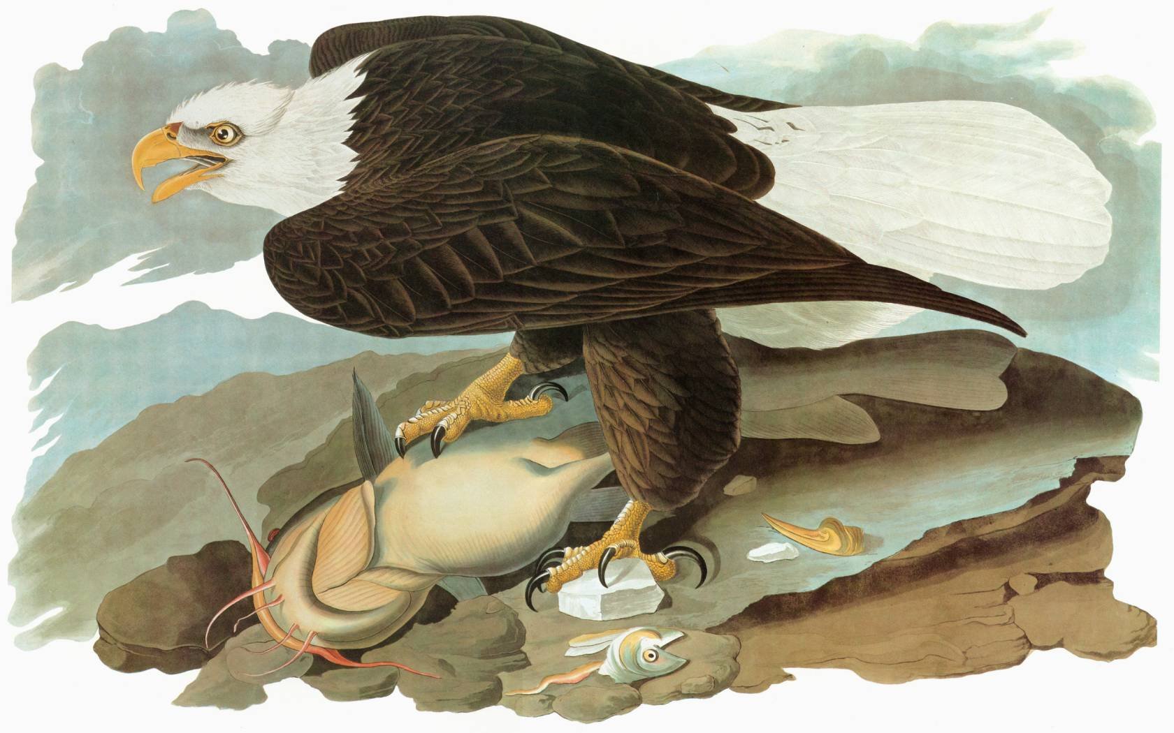 An engraving of a bald eagle after John James Audubon for his 'Birds of America,' 1827-38.