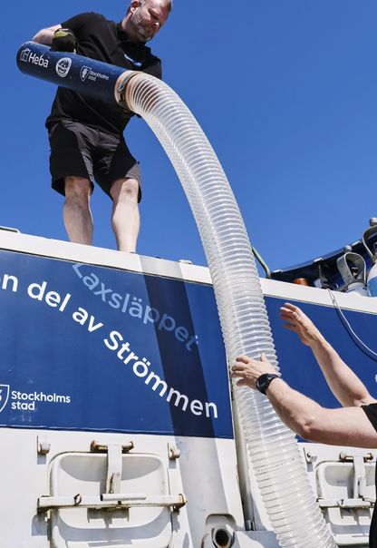 Vid Laxsläppet sätter Stockholms stad ut 140 000 lax- och öringsungar i Stockholms vatten. Heba är huvudsponsor för utsättningen.