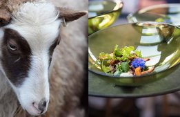 Efter fjolårets succé – nu anordnas Gotland Gastronomy på nytt