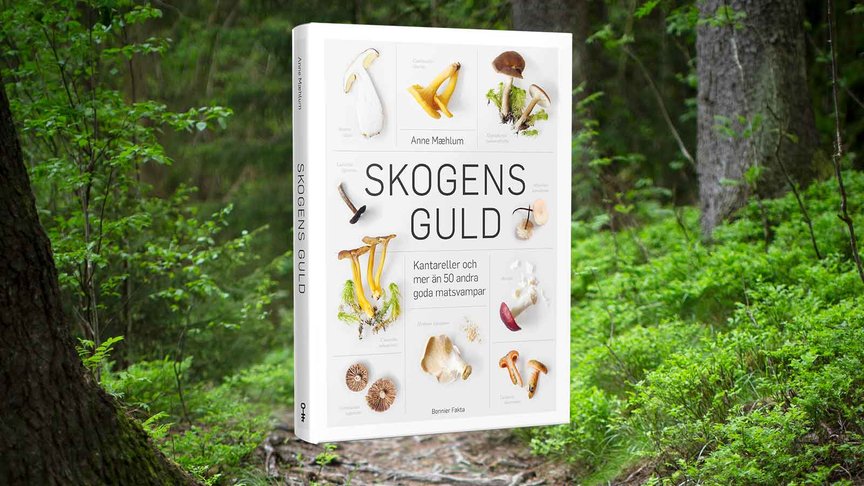 Skogens guld – en hyllning till svampplockning