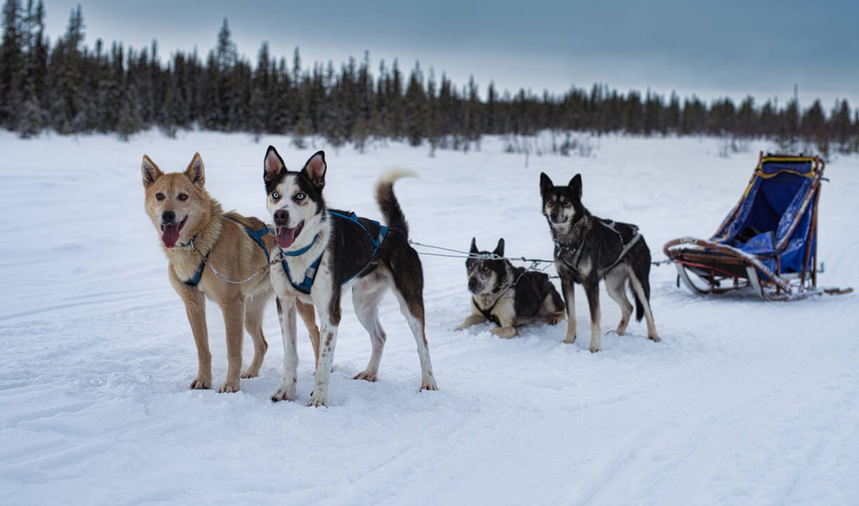 Arctic dogsled adventures övernattningstur