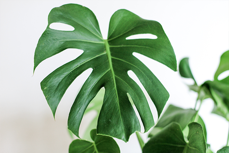 Växt monstera