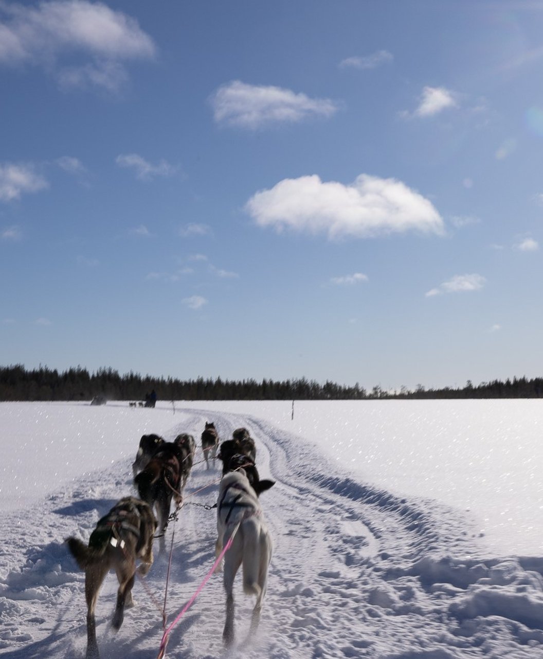 Huskies from Kukkolaforsen