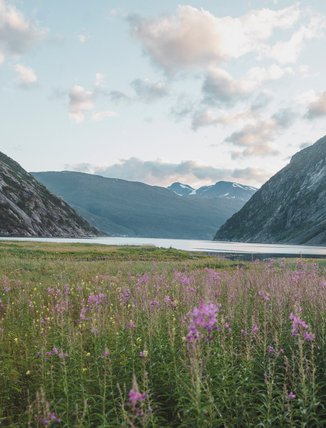 en sommarvacker dal och fj&auml;llsj&ouml; omgiven av berg med blommande rallarrosor i f&ouml;rgrunden