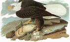 An engraving of a bald eagle after John James Audubon for his 'Birds of America,' 1827-38.