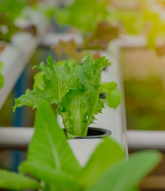 What is hydroponic agriculture, and how can it benefit from clean energy storage?