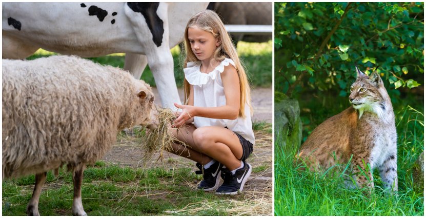 En intensiv sommarsäsong på <br />
djurparken är snart förbi. Foto: Patrik Palm