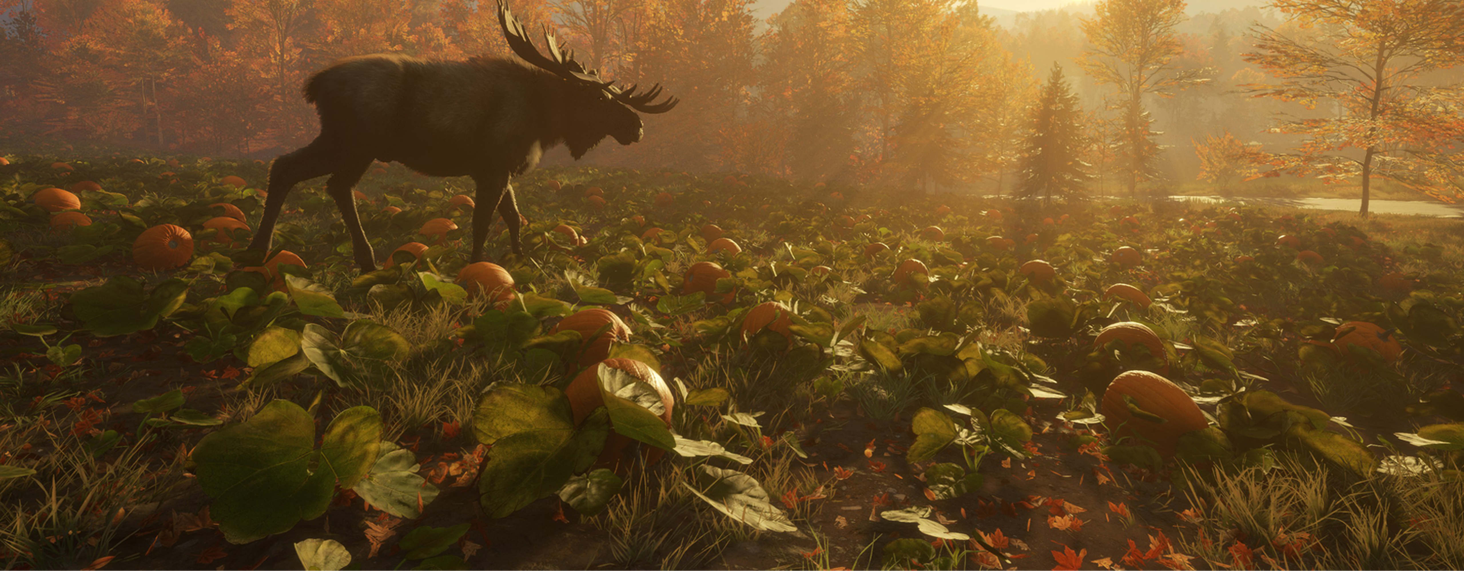Great One Moose walking through a pumpkin field in New England Mountains reserve.