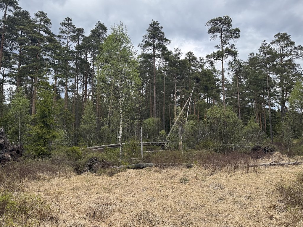Skogsharen