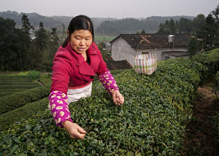 Organic tea picking at the Jinjing tea plantation in Hunan province, China. Jinjing tea is a project recognized by WWF.