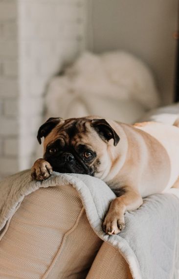 Heba - en tryggare värd