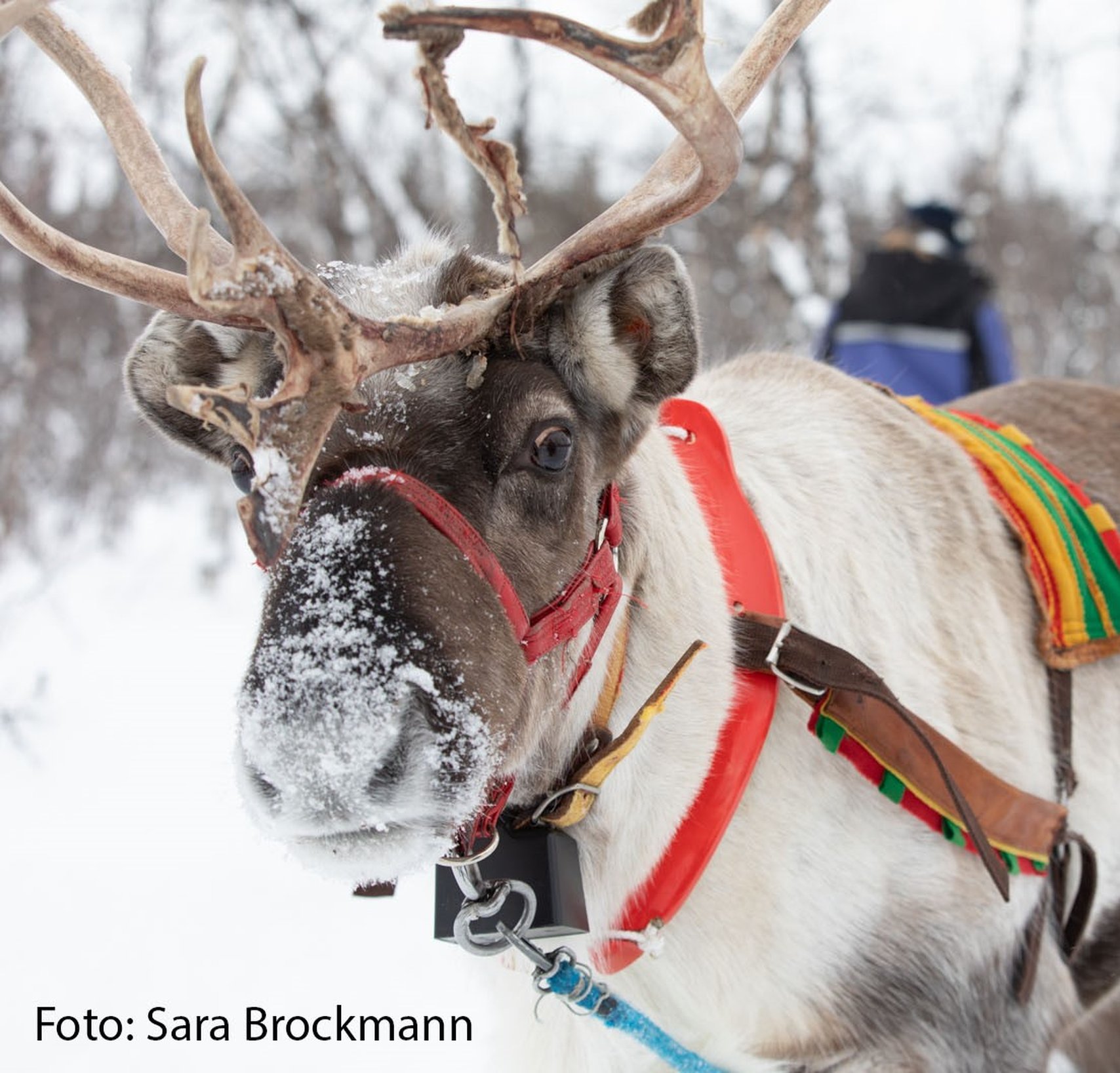 Giron reindeer
