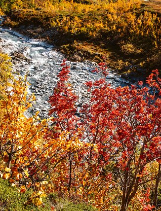 autumn-orange and red trees with a stream below them