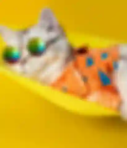 katt som sover i hengekøye - illustrerer merkevare som tar sommerferie