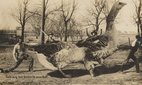 'Taking our Geese to market' from the Martin Post Card Company, 1908.