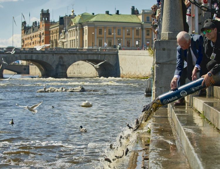 Heba är huvudsponsor för Laxsläppet som år 2024 ägde rum för 50:e gången.