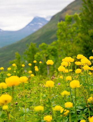 yellow buttercup flowers and the gate in the background
