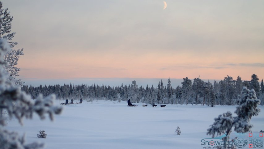 Snowdog arctic afternoon eco experience