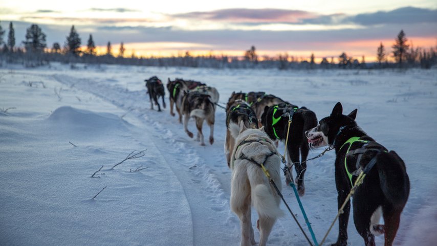 Husky dreams fikatur