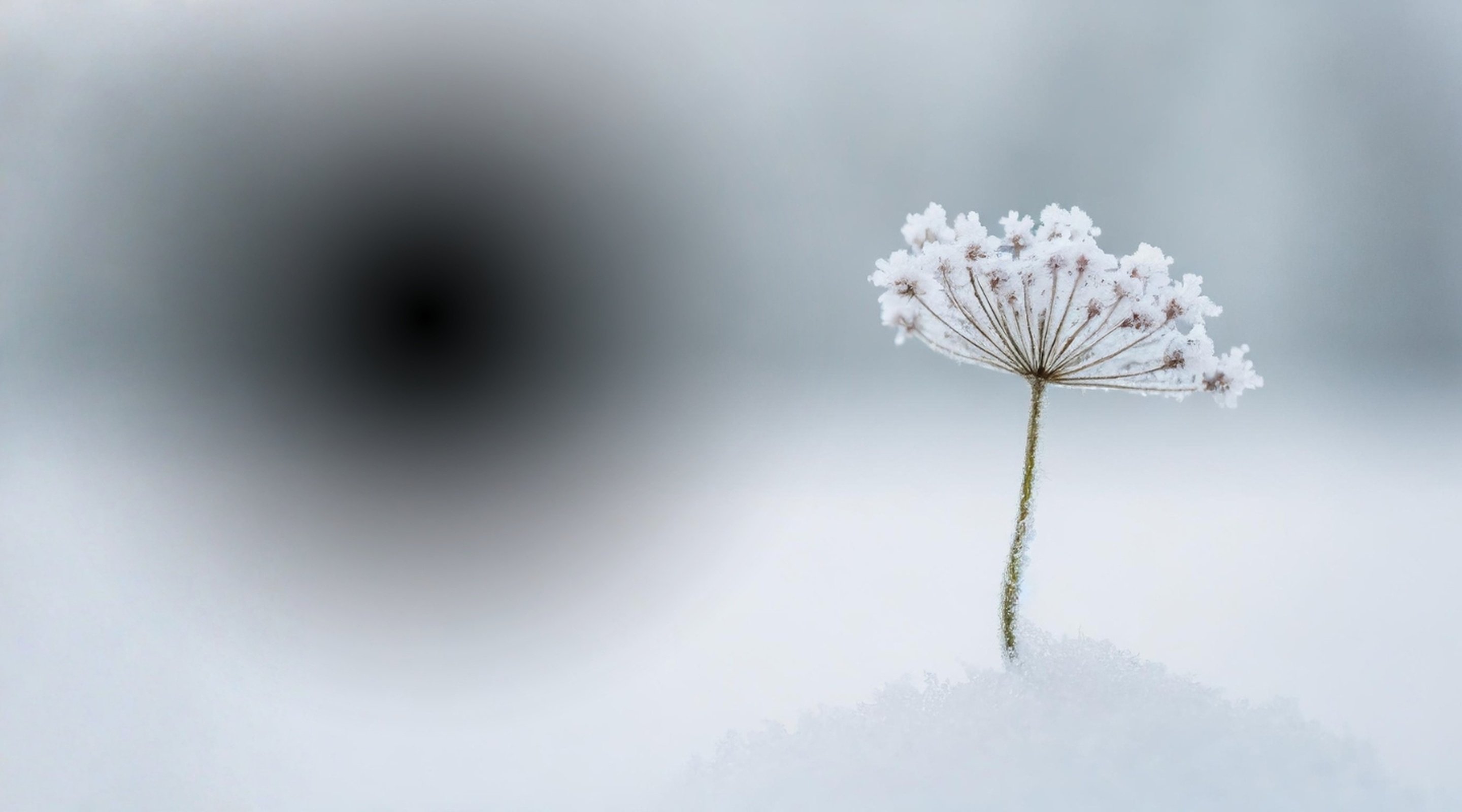 NRPV 2026 våren 800x1440 px