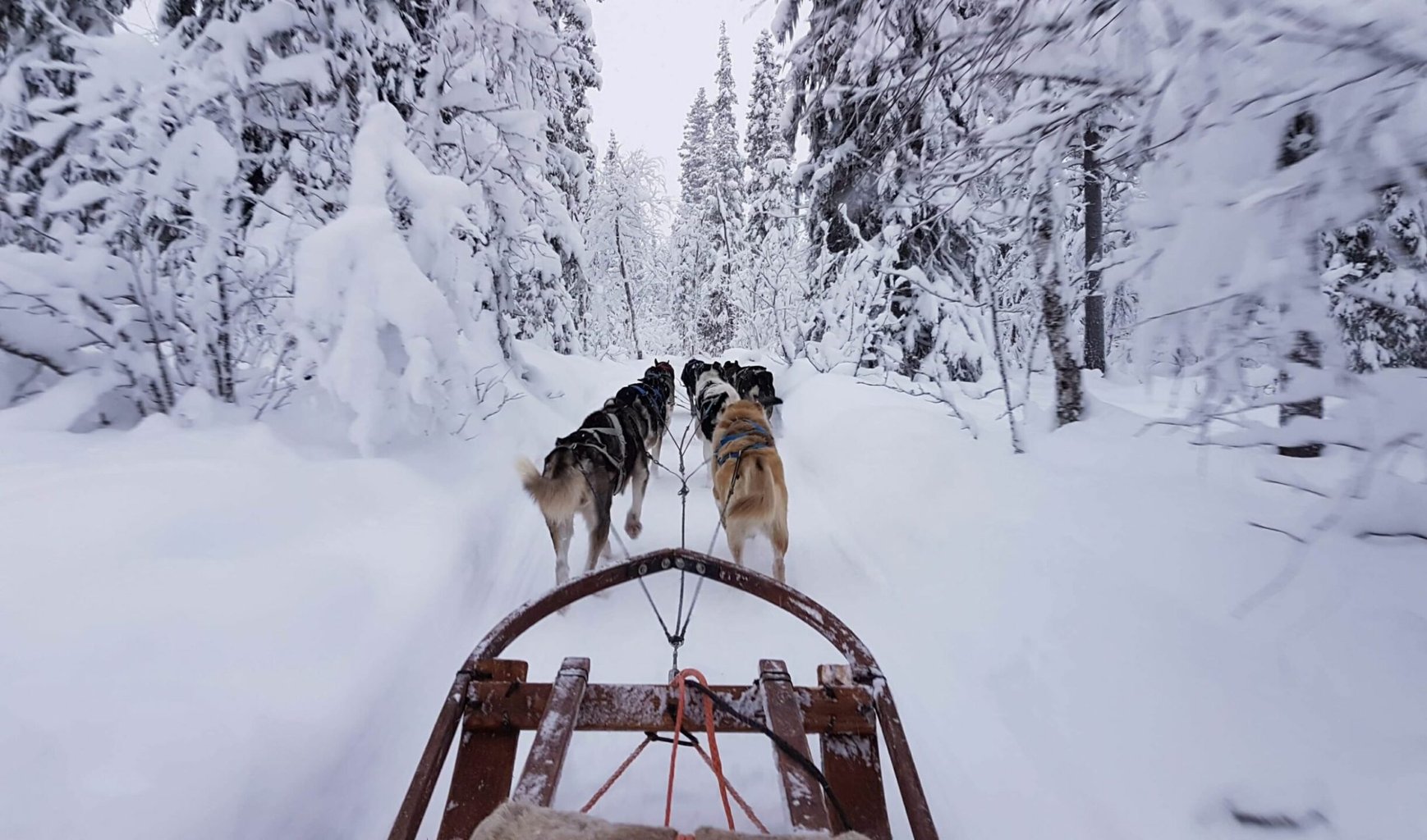 Arctic Dogsled Adventure coffee tour