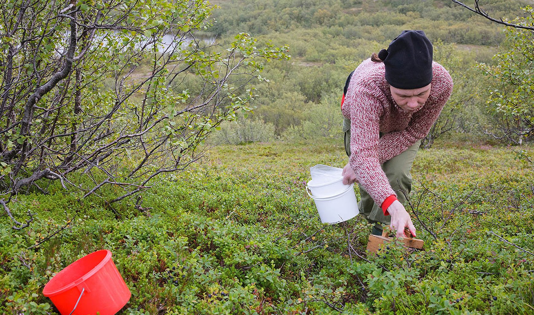 Naturens skafferi och samisk middag med Scandinavian Photadventures i Kiruna